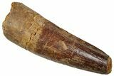 Fossil Spinosaurus Tooth - Real Dinosaur Tooth #329609-1